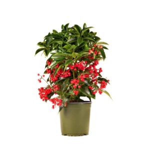 Jak dbać o ardizję? Przewodnik po uprawie i pielęgnacji tej wyjątkowej rośliny