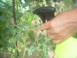 Jak przygotować oprysk z mleka na mszyce i uratować swoje rośliny?