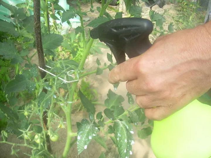 Jak przygotować oprysk z mleka na mszyce i uratować swoje rośliny?