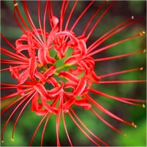 Jakie lilie zimują w gruncie? Poradnik dotyczący uprawy tych pięknych kwiatów