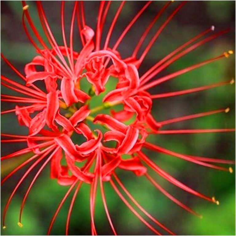 Jakie lilie zimują w gruncie? Poradnik dotyczący uprawy tych pięknych kwiatów