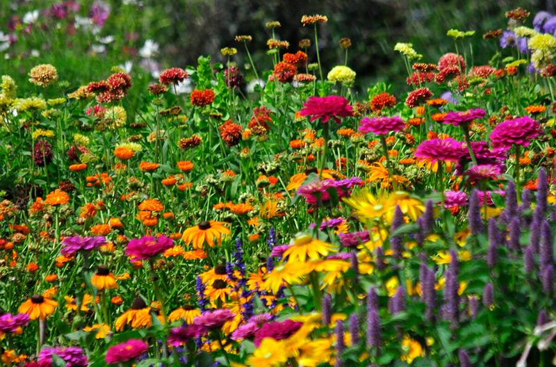 Najpiękniejsze jednoroczne kwiaty: odkryj najlepsze gatunki do swojego ogrodu