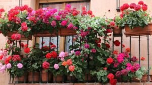 Pelargonie – odkryj tajniki sadzenia i pielęgnacji tych urokliwych roślin