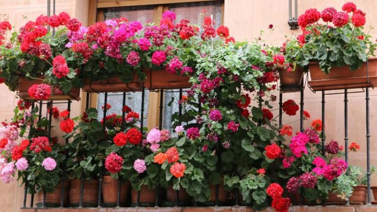 Pelargonie – odkryj tajniki sadzenia i pielęgnacji tych urokliwych roślin