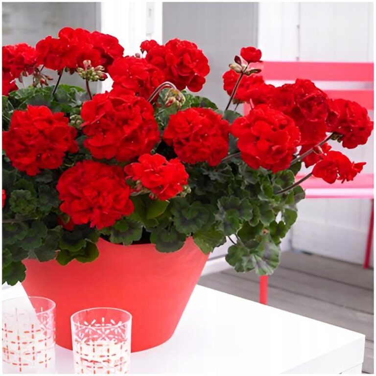 Rozmnażanie pelargonii – najlepszy czas i sprawdzone metody na sukces