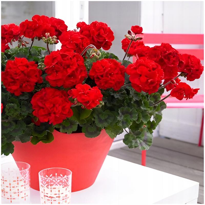 Rozmnażanie pelargonii – najlepszy czas i sprawdzone metody na sukces