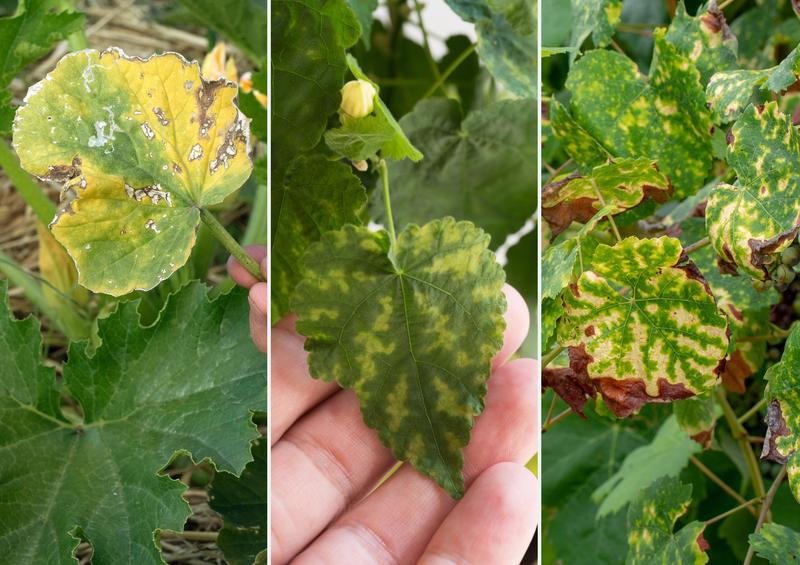 Chloroza liści u roślin