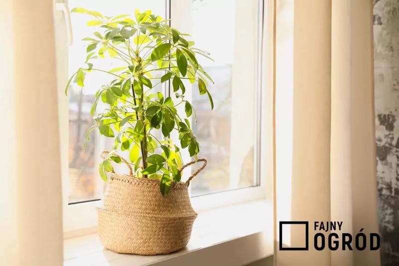 Dbanie o rośliny w domu