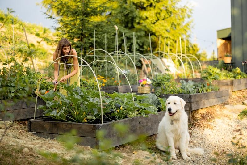 Ekologiczne alternatywy chwastobójcze