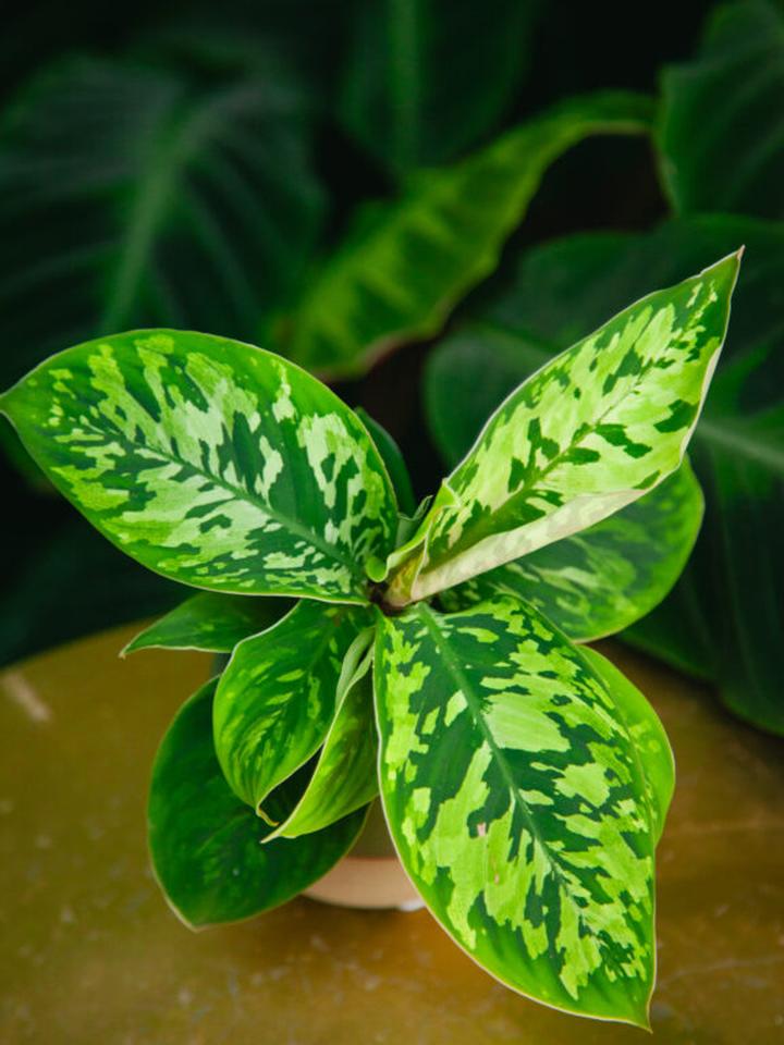 Ekologiczne korzyści roślin