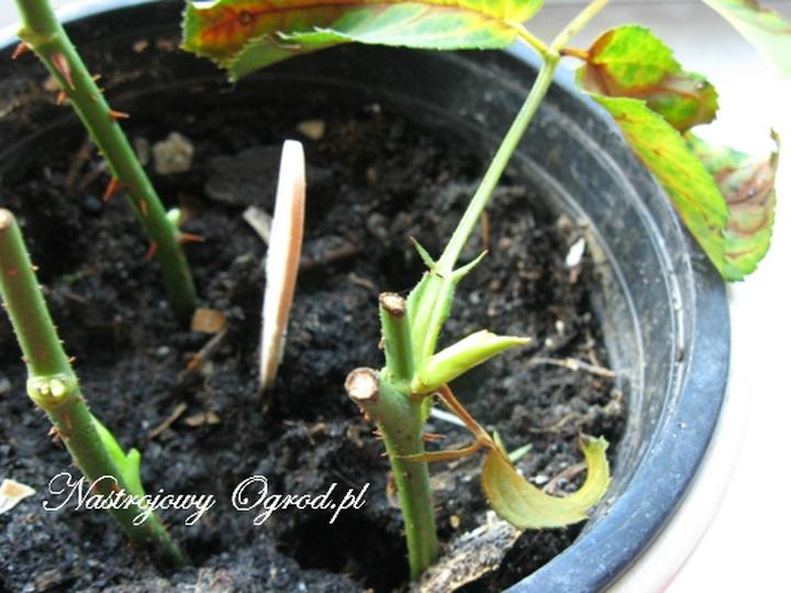 Instrukcja krok po kroku