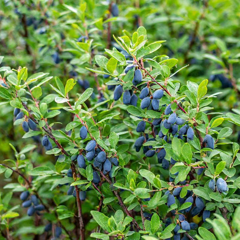 Interakcje i ekosystem roślin