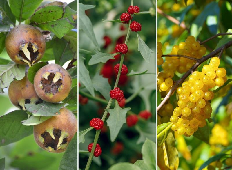 Nietypowe owoce do ogrodu