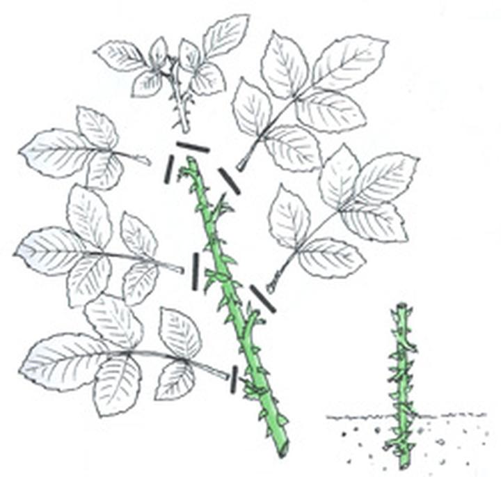 Nietypowe techniki ogrodnicze