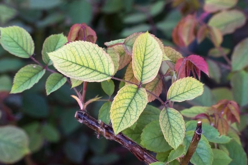 Objawy i diagnoza chlorozy