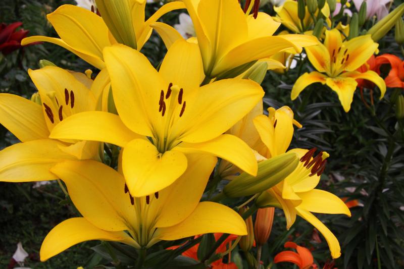 Ochrona lilii przed mrozem