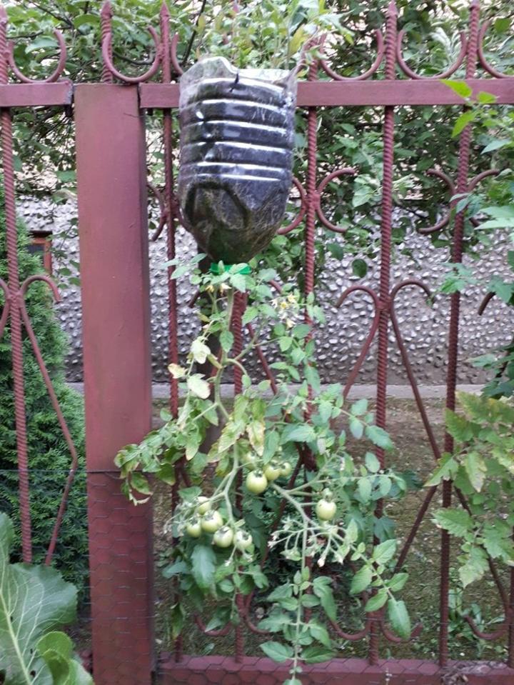 Pielęgnacja pomidorów w nietypowej pozycji