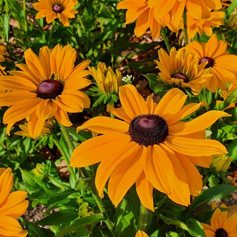 Pielęgnacja rudbekii wieloletniej