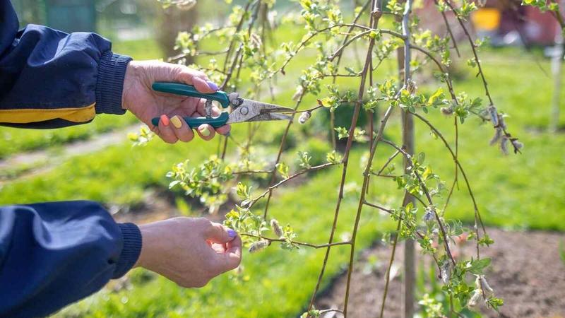 Przepisy prawne przycinanie drzew