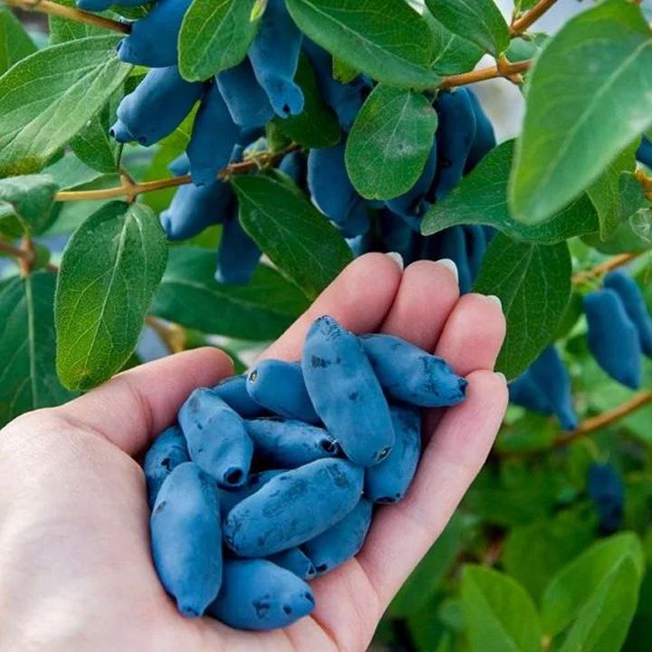 Rośliny towarzyszące jagodzie kamczackiej