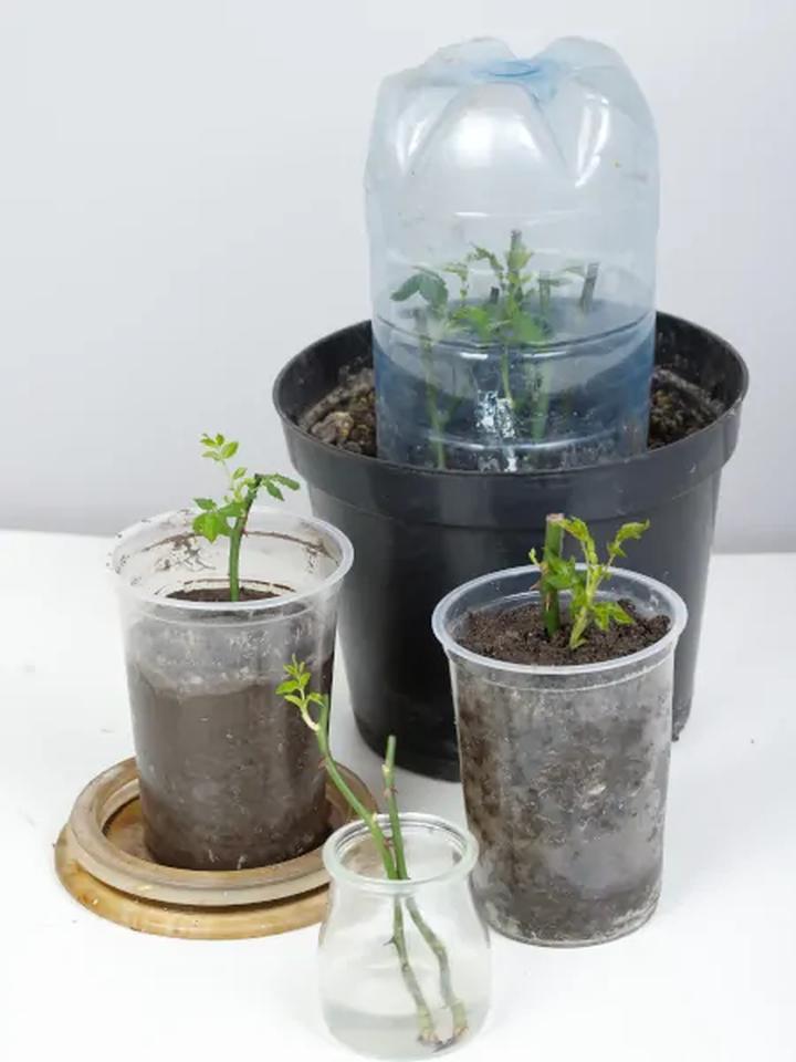 Rozmnażanie róż w ziemniaku