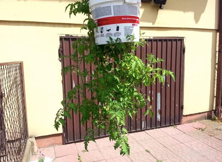 Uprawa pomidorów do góry nogami