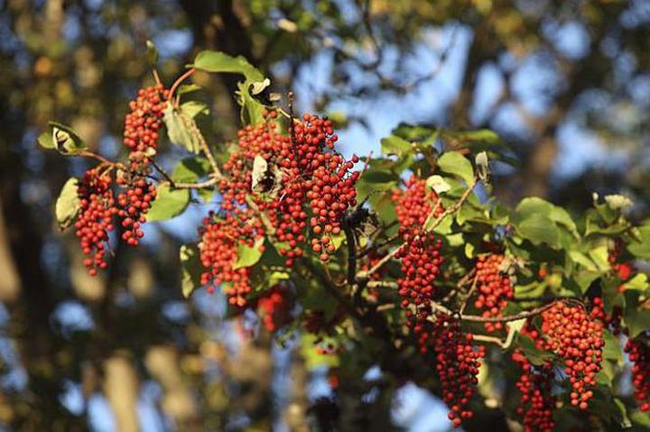 Wpływ na bioróżnorodność