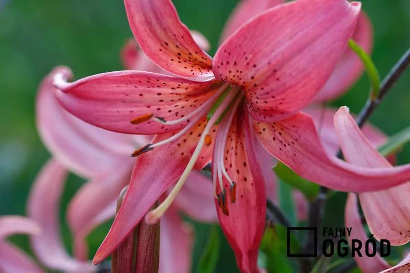 Wykopywanie lilii na zimę