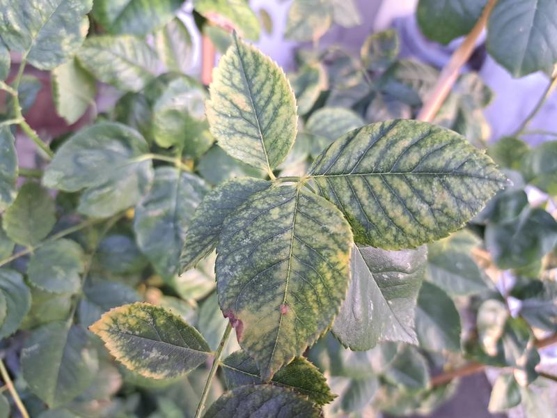 Zapobieganie chlorozie i pielęgnacja roślin