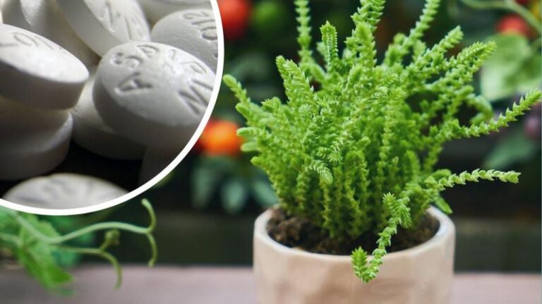 Aspiryna dla roślin – skuteczne sposoby na opryski w ogrodzie