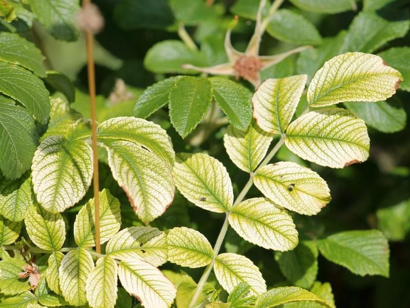 Chloroza liści: Przyczyny, objawy i skuteczne metody zwalczania problemu