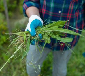 Czy Domestos na chwasty to skuteczne rozwiązanie w walce z niechcianą roślinnością?