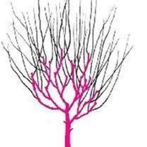 Jak przycinać drzewa zgodnie z prawem: ile można skrócić bez zezwolenia?