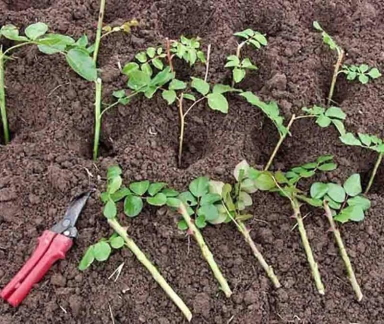 Jak rozmnożyć róże w ziemniaku? Odkryj skuteczne metody tej niezwykłej techniki!