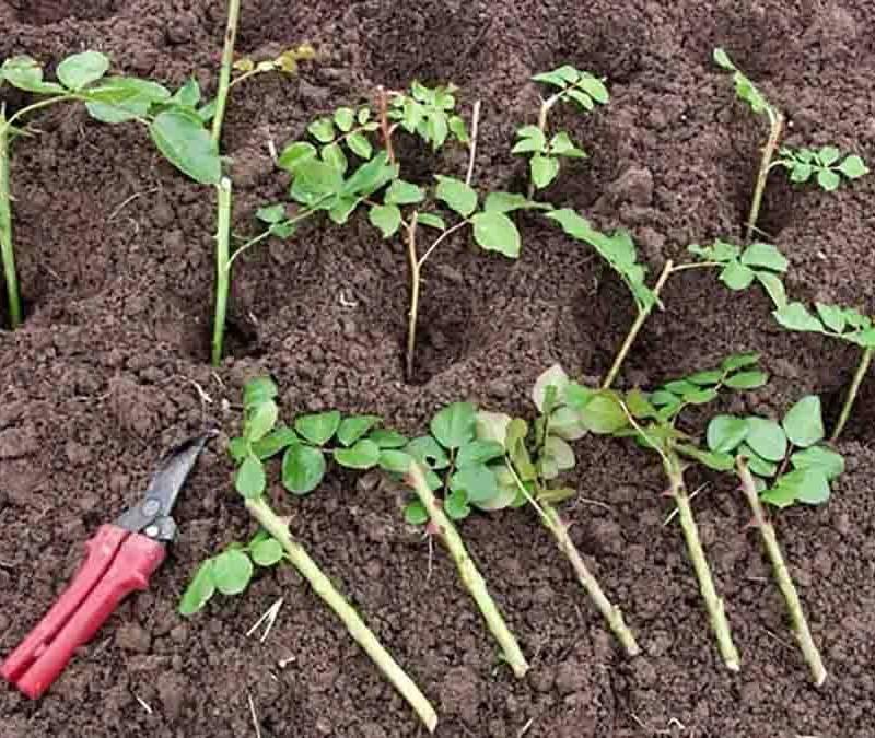 Jak rozmnożyć róże w ziemniaku? Odkryj skuteczne metody tej niezwykłej techniki!