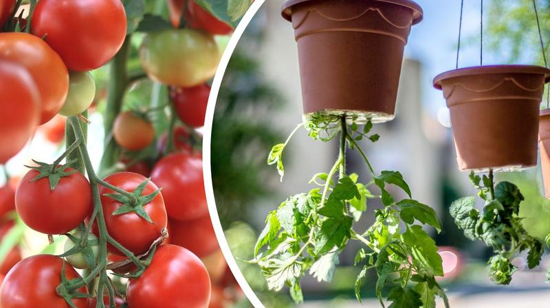 Jak wyhodować pomidory do góry nogami? Przewodnik po uprawie i pielęgnacji