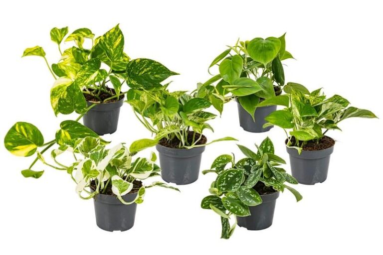 Jakie gatunki dużych roślin doniczkowych sprawdzą się najlepiej w Twoim wnętrzu?