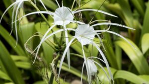 Odkryj rzadkie i nietypowe gatunki krzewów owocowych do swojego ogrodu