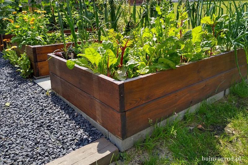 Odkryj Zalety Grządek Podwyższonych: Jak Je Przygotować i Dlaczego Warto Je Mieć?