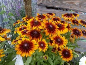 Rudbekia wieloletnia – odkryj odmiany i sprawdź, jak ją pielęgnować oraz uprawiać