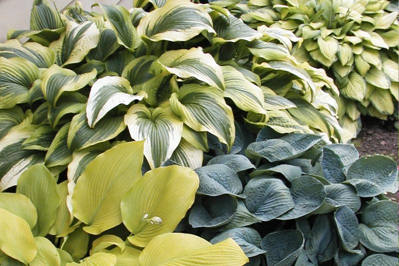 Jak dbać o rośliny zimą