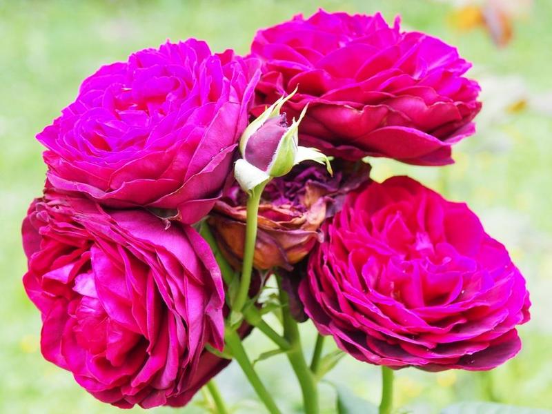 Kwiaty odporne na niskie temperatury