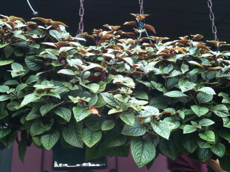 Pielęgnacja komarzycy