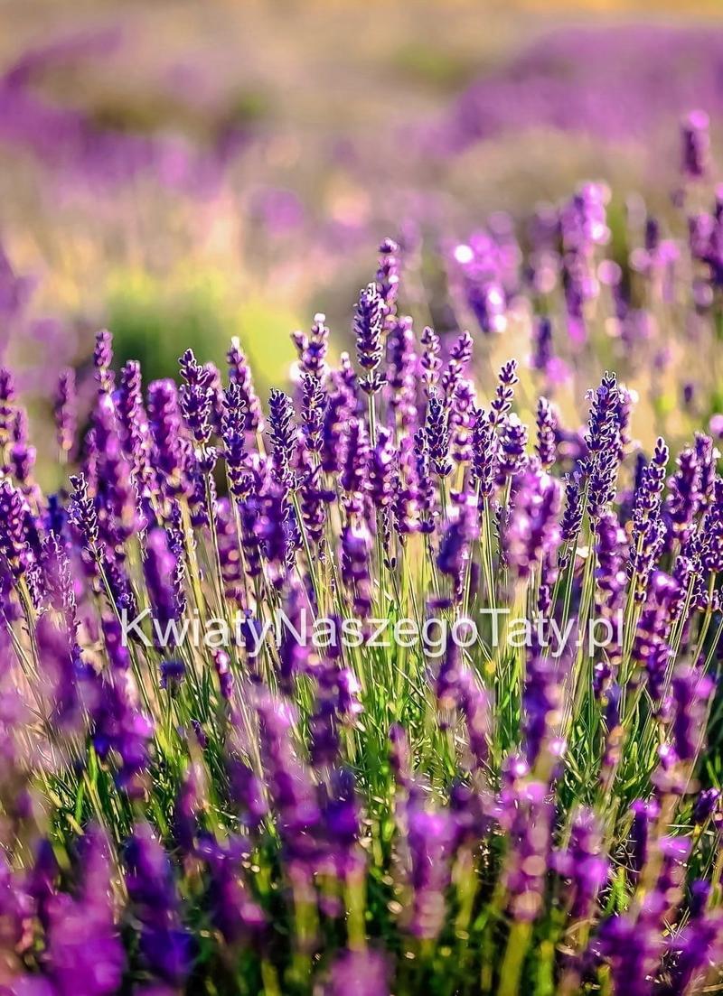 Pielęgnacja lawendy w ogrodzie