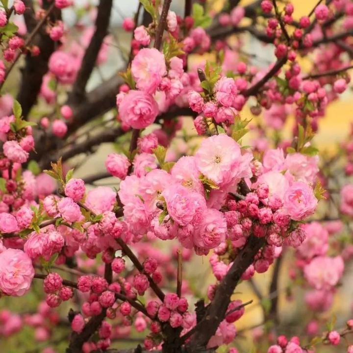 Pielęgnacja migdałowca trójklapowego