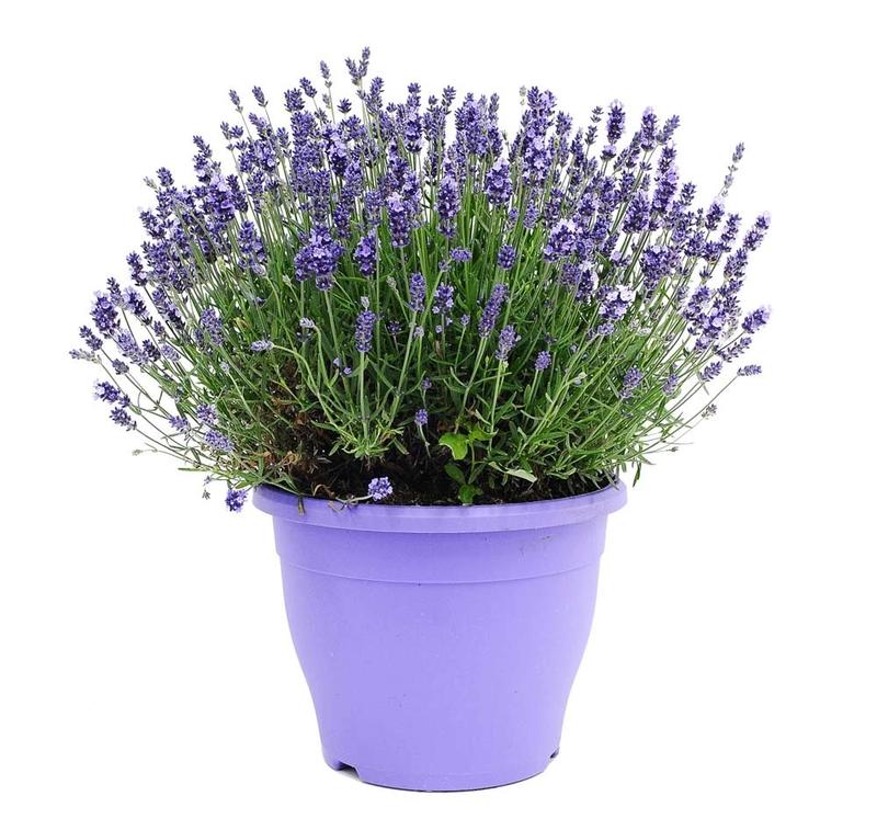 Rozmnażanie lawendy krok po kroku