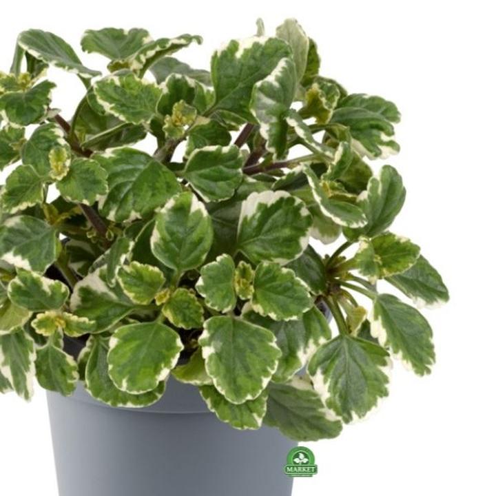 Sekrety kwitnienia komarzycy