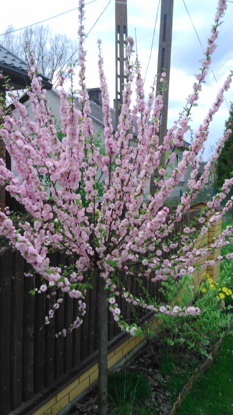 Stanowisko dla migdałowca trójklapowego