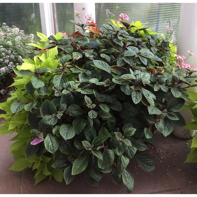 Uprawa komarzycy w ogrodzie