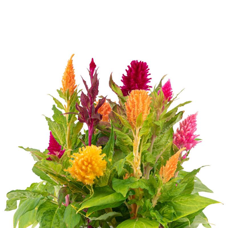 Zimozielone rośliny w ogrodzie